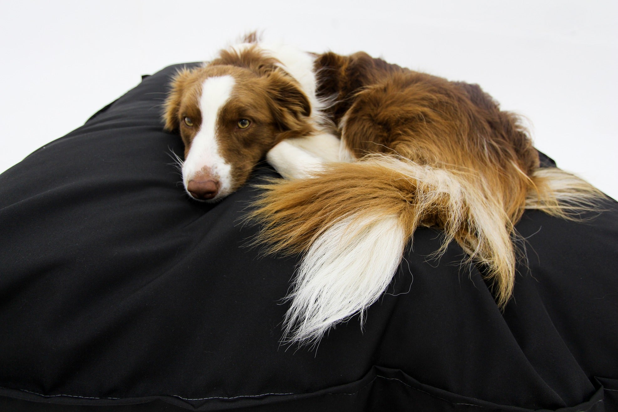 M Dog Bed Outdoor Black