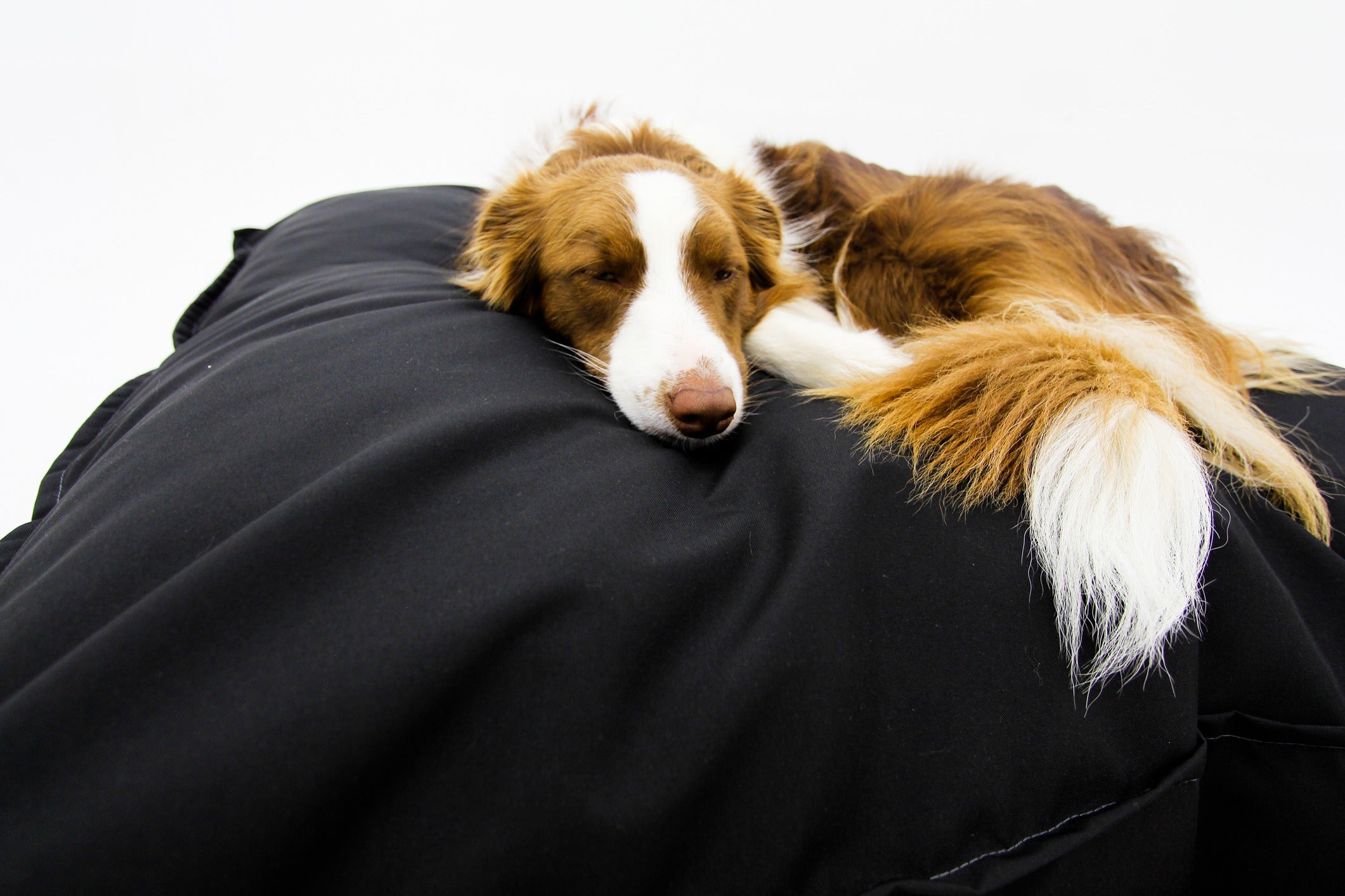 M Dog Bed Outdoor Black