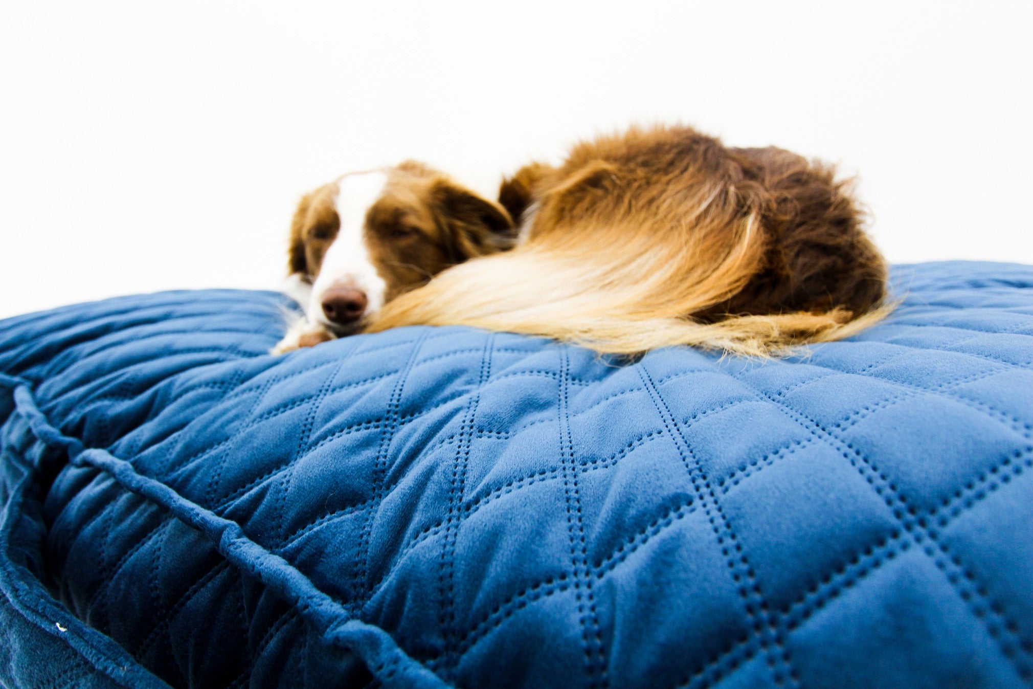 M Dog Bed Blue Velvet