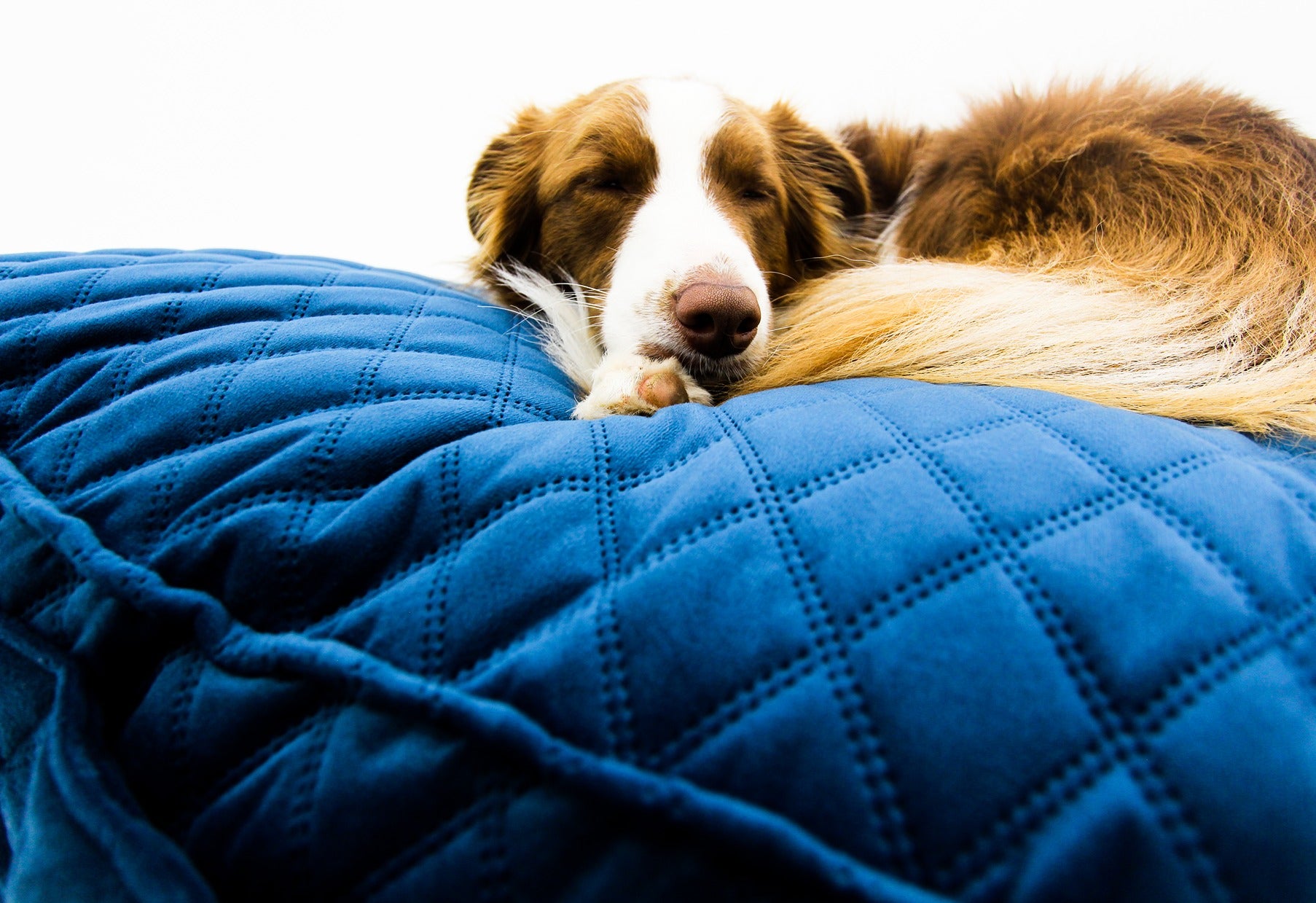 M Dog Bed Blue Velvet Extra Cover