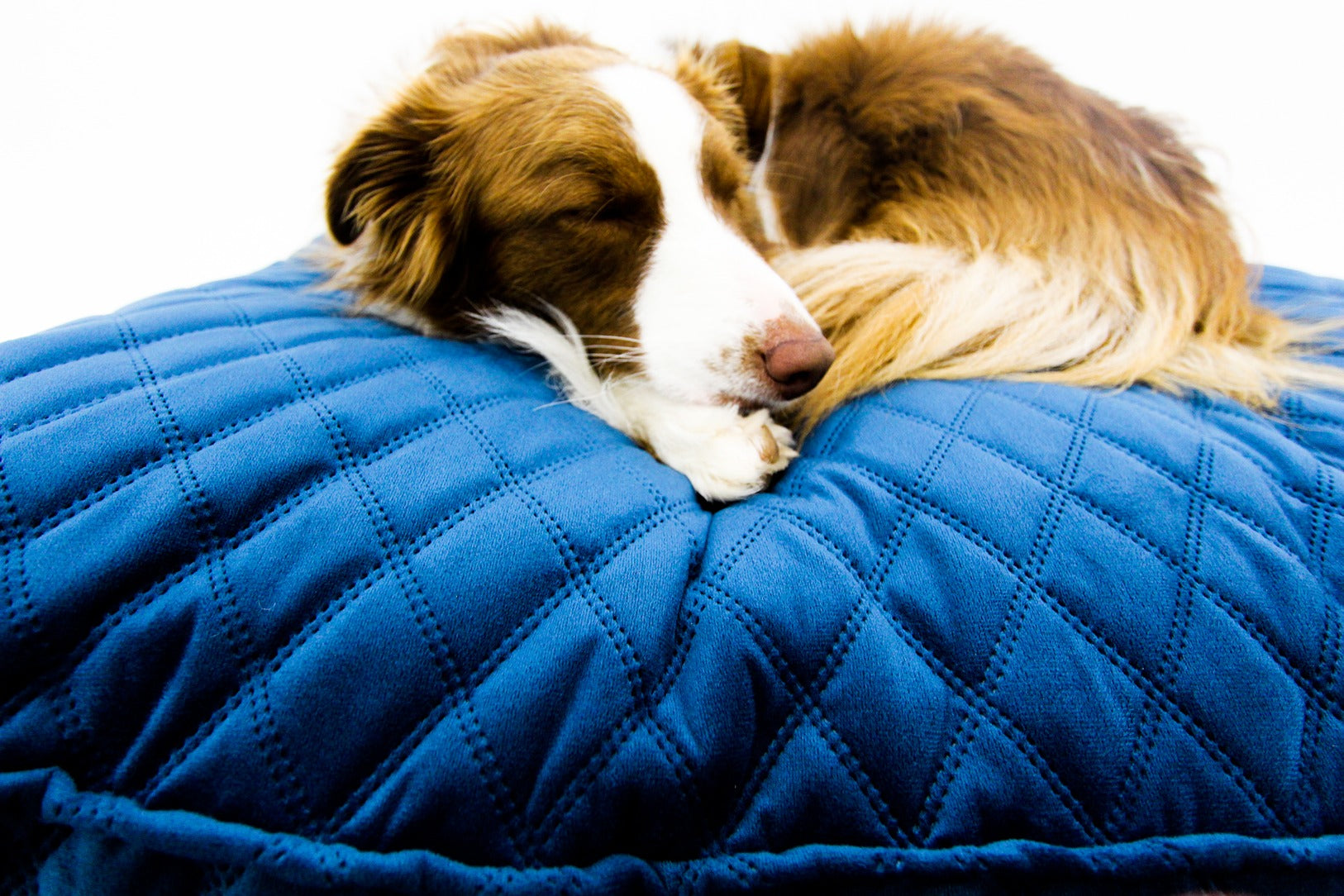 M Dog Bed Blue Velvet