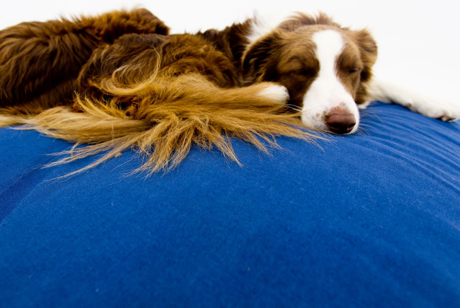 L Dog Bed Blue Covers - Happy Sak SA