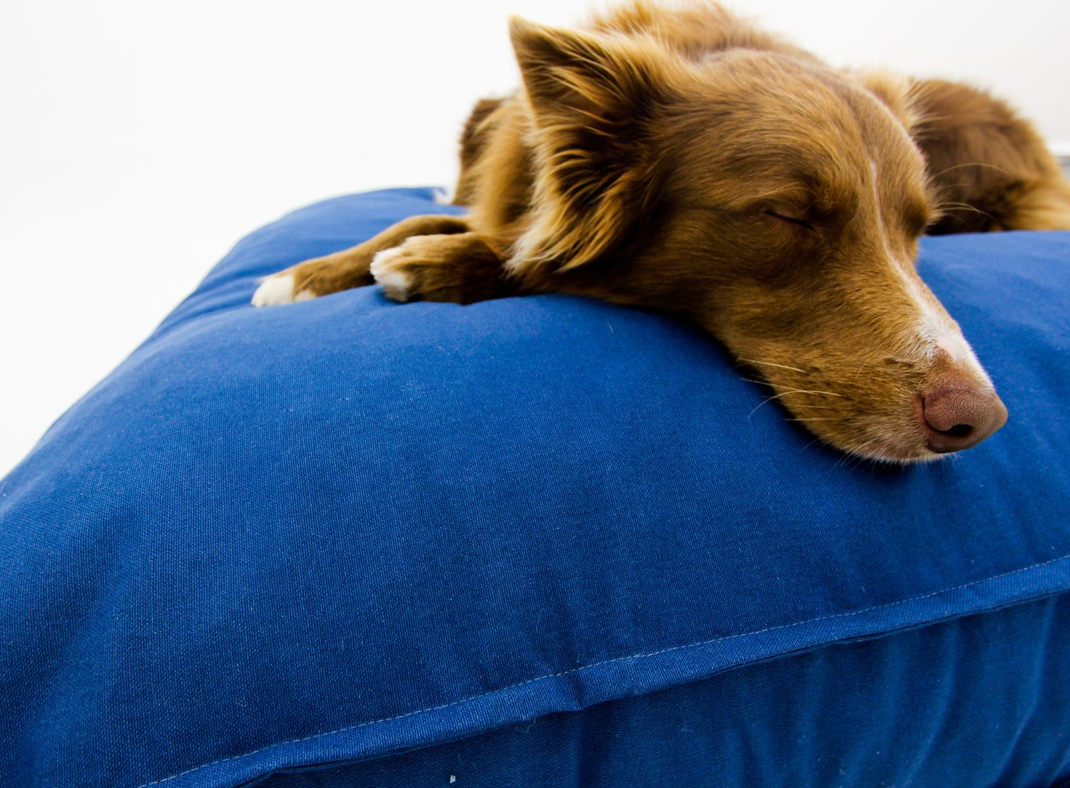 L Dog Bed Blue Covers - Happy Sak SA