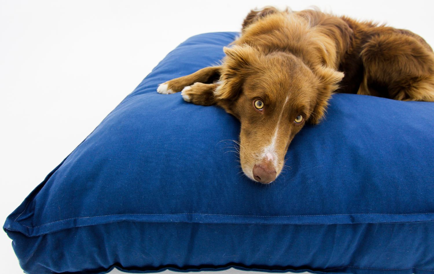 L Dog Bed Blue Covers - Happy Sak SA