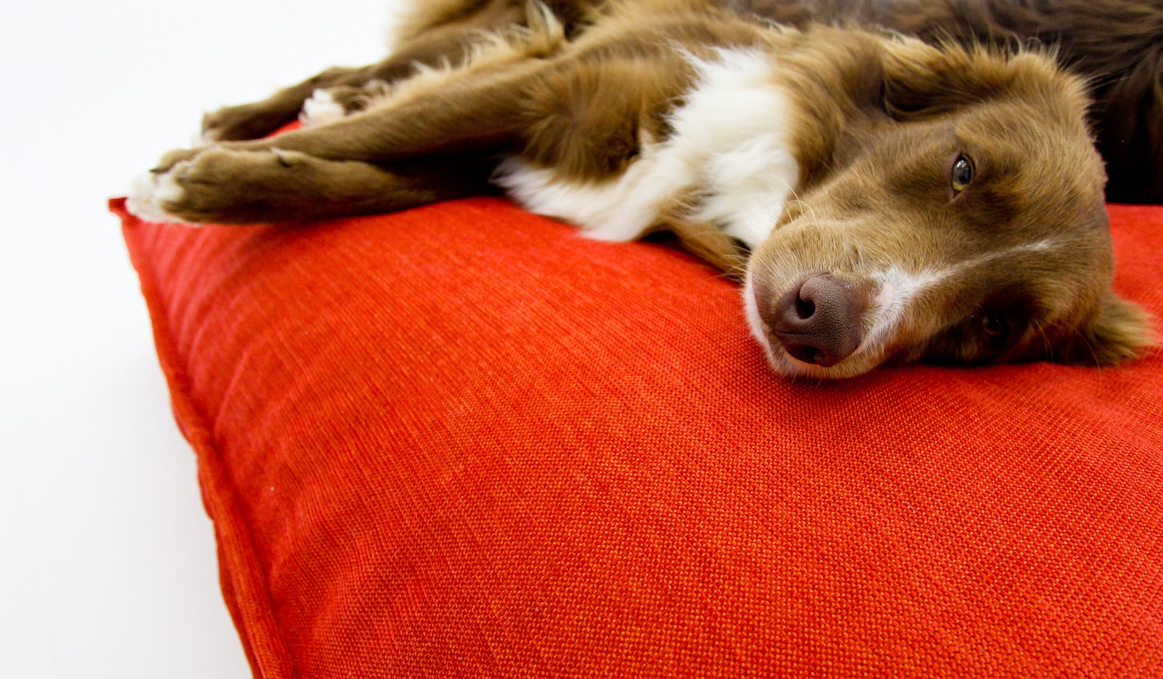 L Dog Bed Red Extra Cover