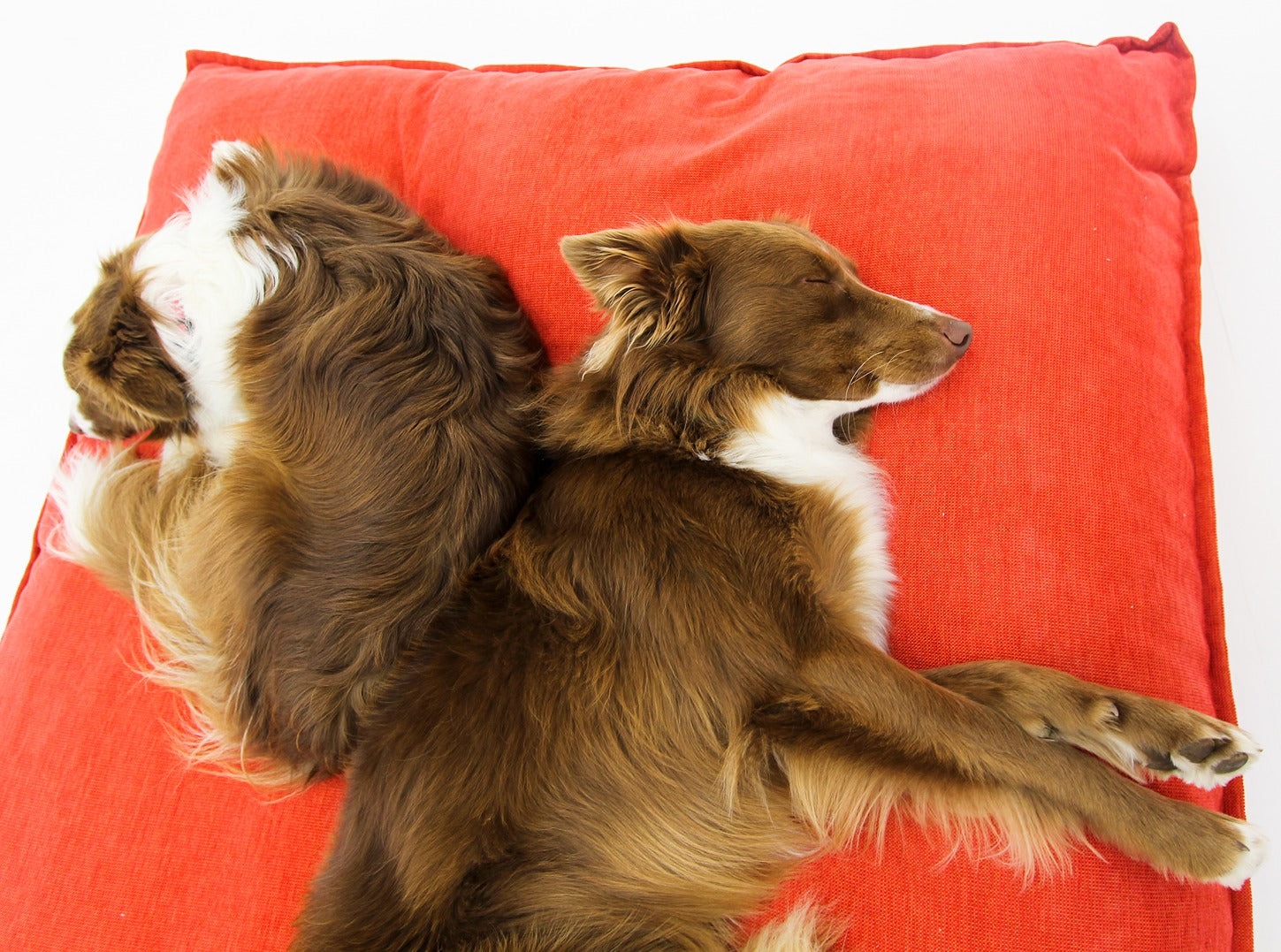 L Dog Bed Red Extra Cover