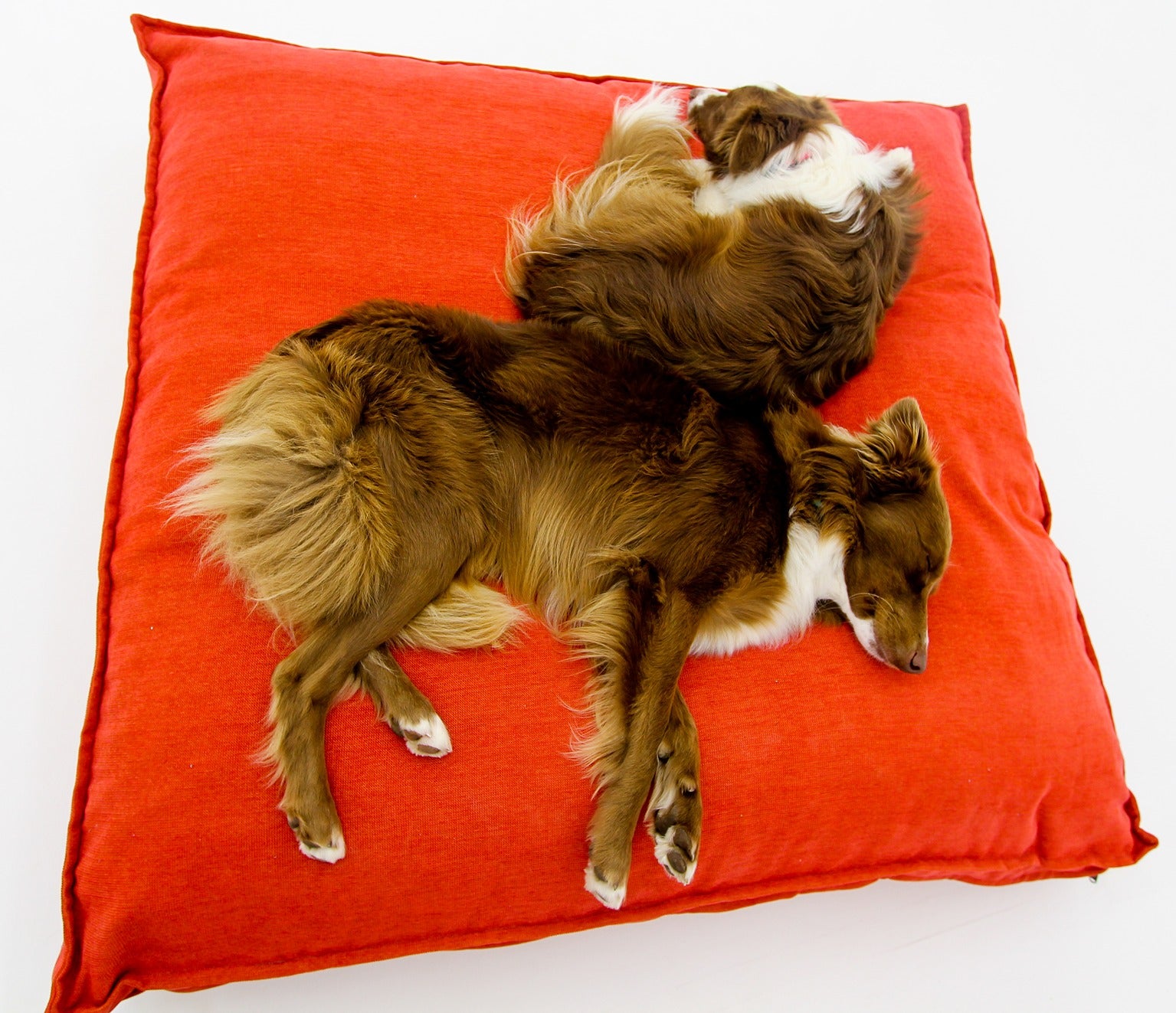 L Dog Bed Red Extra Cover