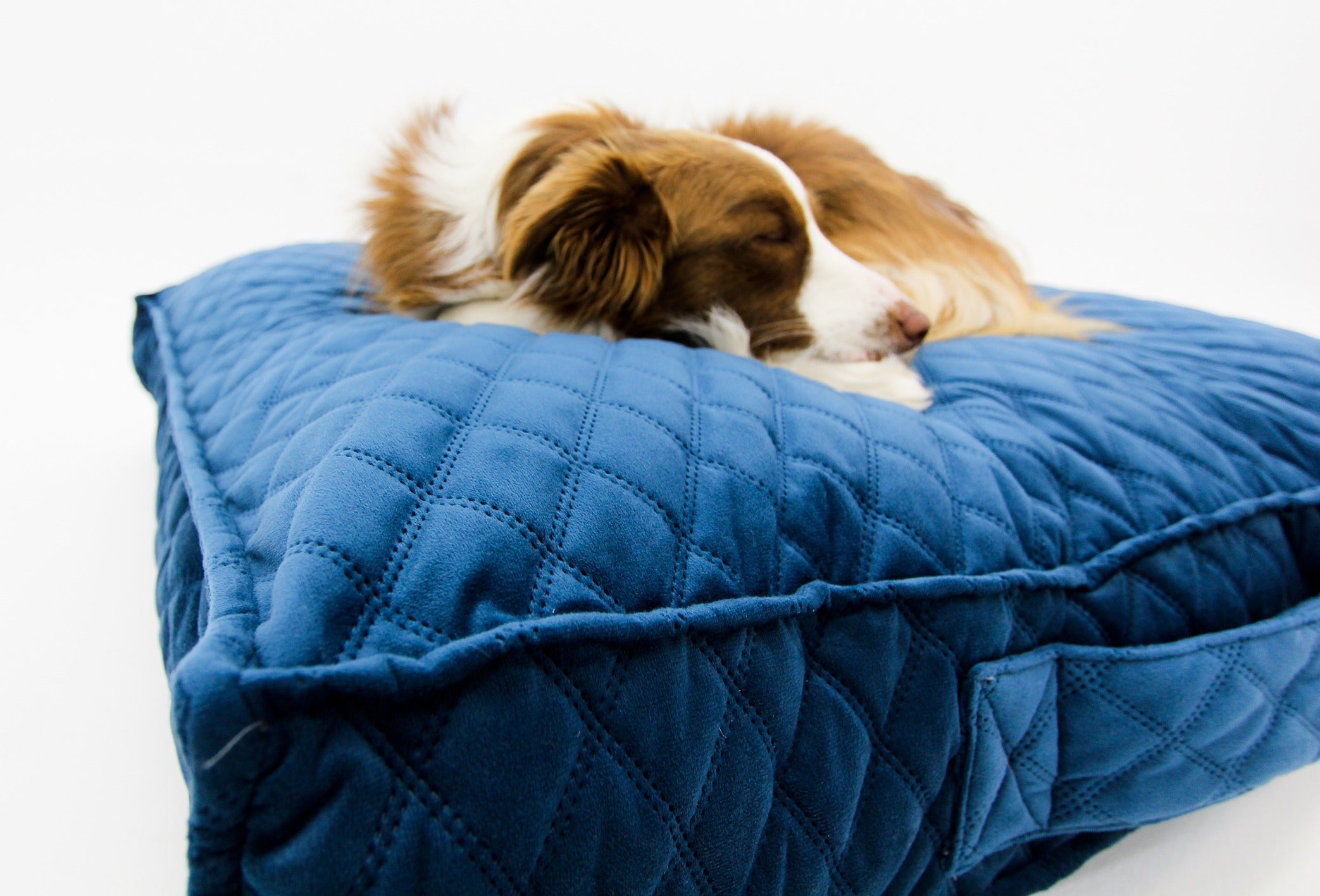 Blue velvet shop dog bed